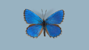 Não são as circunstâncias, a história triunfante