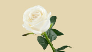 ele concede mais graça