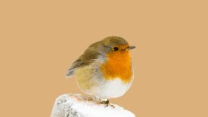 Onde encontrar boaz? Vigiando em oração Contentamento